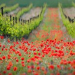 vine-poppy-flower-field-marche-italy